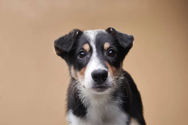 Funny dog. Happy Border Collie curve muzzle — Stock Photo, Image