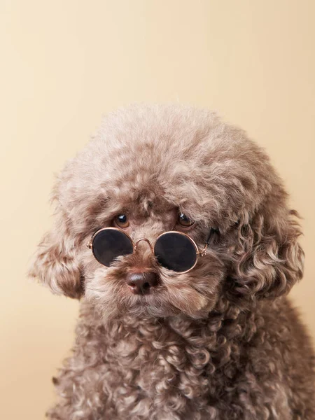 Portrait d'un chien à lunettes. caniche sur fond beige — Photo