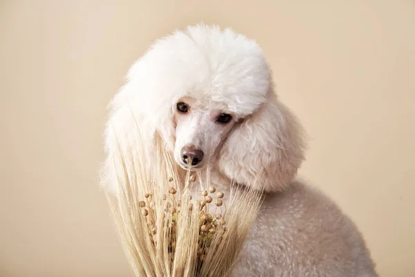 Portrait d'un chien. caniche sur fond beige — Photo