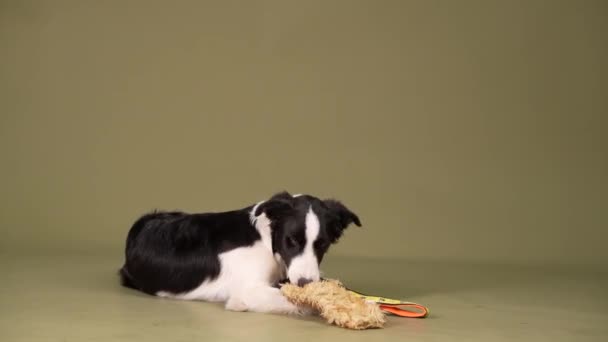 Valpen leker, hoppar. aktiv gränscollie hund — Stockvideo