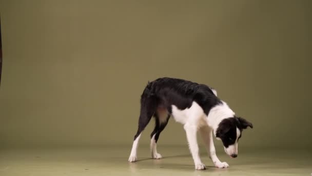 A kiskutya játszik, ugrik. aktív határ collie kutya — Stock videók
