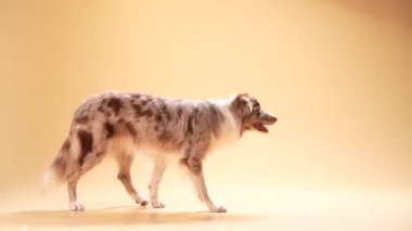 Bej bir geçmişi olan itaatkar bir sınır köpeği. Köpek yürüyor.