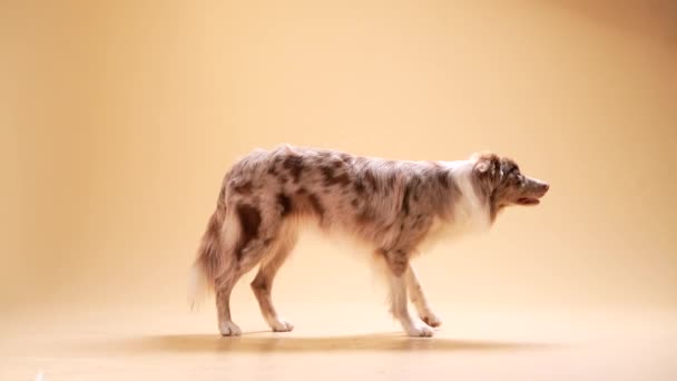 Obedient border collie on a beige background. The dog walks — Stock Video