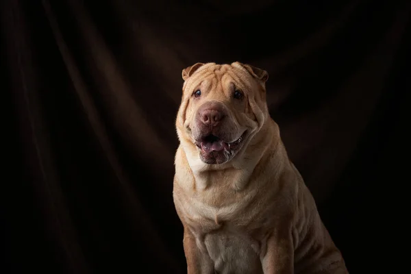 Shar Pei Hund auf schwarzem Hintergrund — Stockfoto