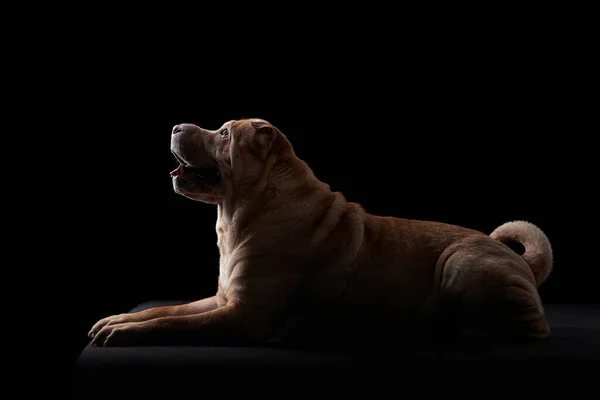 Shar Pei dog on black background — Stock Photo, Image