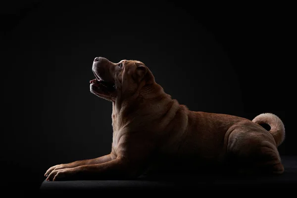 Shar Pei kutya fekete háttér — Stock Fotó
