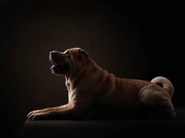 Shar Pei kutya fekete háttér — Stock Fotó