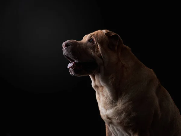 シャールペイ犬上の黒の背景 — ストック写真