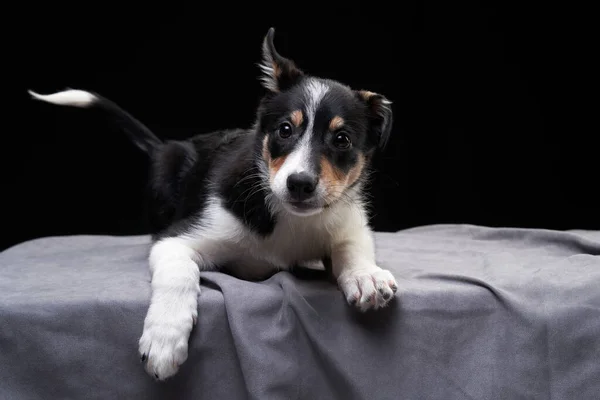 Puppy playing with a clew. Dog border collie — Stock Photo, Image