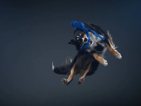 Saltando borde collie con disco. El movimiento del perro en el estudio. Deportes con una mascota activa, —  Fotos de Stock