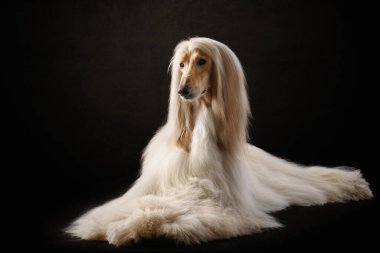 Uzun saçlı zarif bir köpek. Mükemmel tımar. Afgan Tazısı