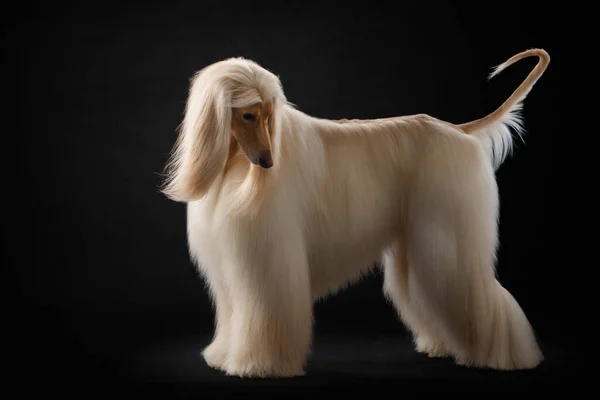 Elegant hund med långt hår. Utmärkt skötsel. Afghansk hund — Stockfoto