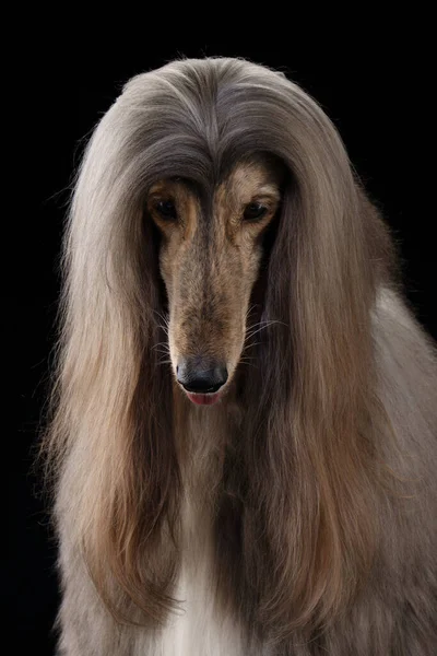 Portrait of an Afghan hound on a black background — Stock Photo, Image