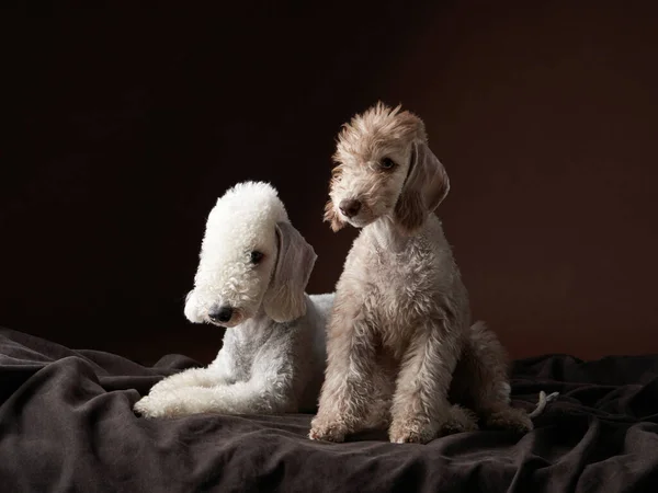 Dos perros juntos. Cachorro y adulto Bedlington Terrier sobre un fondo oscuro. — Foto de Stock