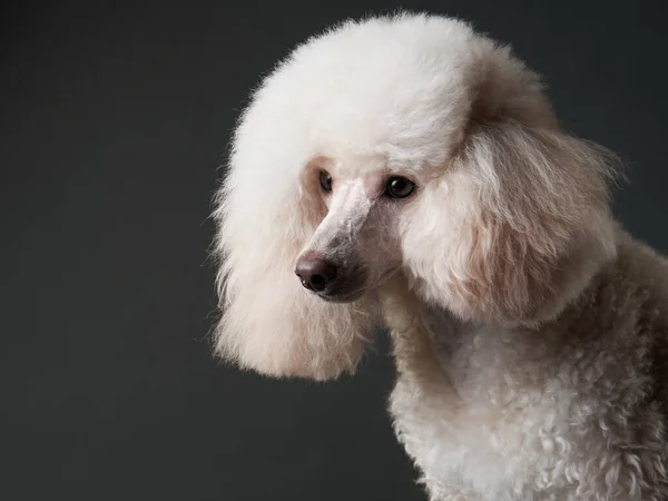 Portrait of a white small poodle. dog on black background — Stock Photo, Image