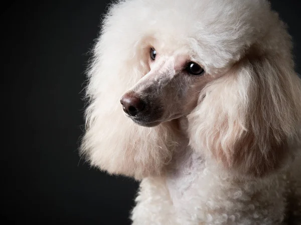 Retrato de um pequeno poodle branco. cão no fundo preto — Fotografia de Stock