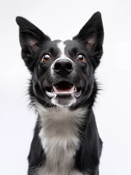 Portrait of a black-white border collie on a light background. — Fotografia de Stock