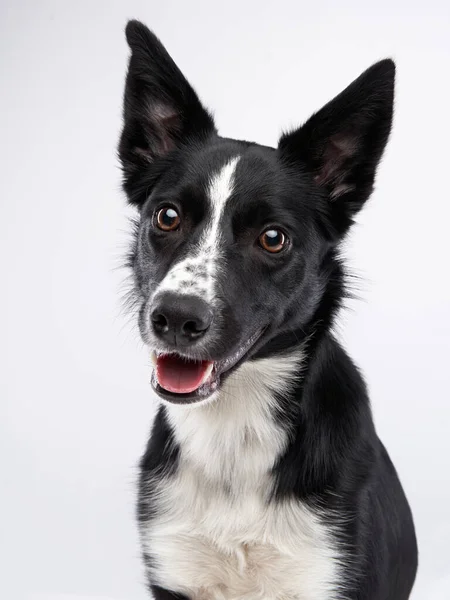 Portrait of a black-white border collie on a light background. — Stock Photo, Image