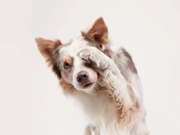 Cão engraçado. Happy Border Collie curva focinho — Fotografia de Stock