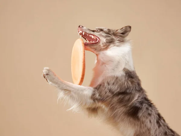 The dog catches disk. expressive marble Border Collie. funny pet — Stock Photo, Image