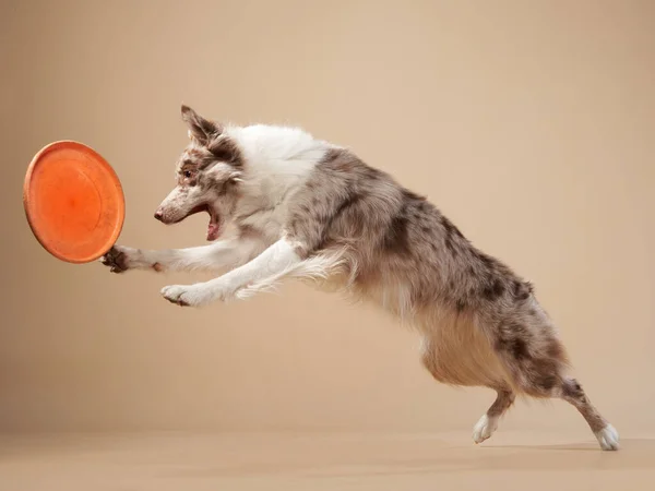 El perro atrapa el disco. expresivo mármol Border Collie. mascota divertida —  Fotos de Stock