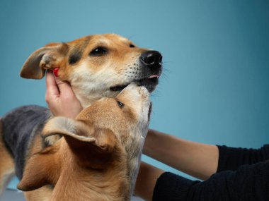 Köpeği kocaman güzel gözlerle karıştır. mavi arkaplanda evcil hayvan.