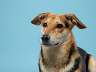 Köpeği kocaman güzel gözlerle karıştır. mavi arkaplanda evcil hayvan.