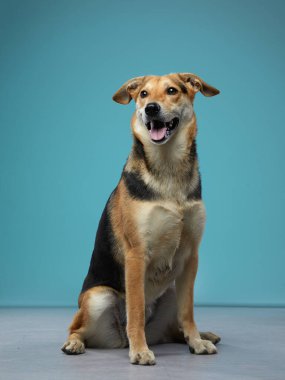 Köpeği kocaman güzel gözlerle karıştır. mavi arkaplanda evcil hayvan.