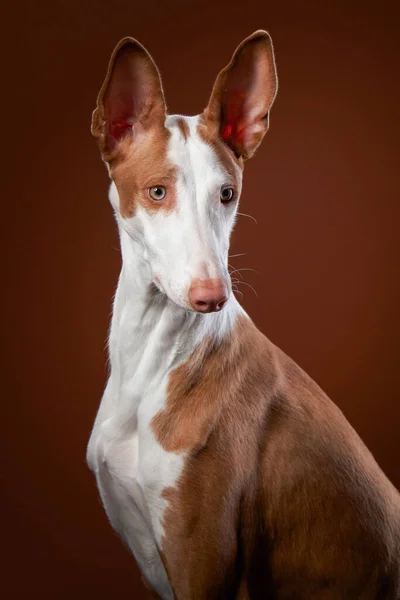 Hund auf rotem Hintergrund im Studio. Schlanker spanischer Windhund, podenko ibitsenko — Stockfoto