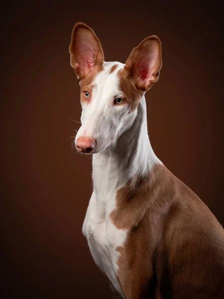 Cão em um fundo vermelho no estúdio. Cão cinzento espanhol magro, podenko ibitsenko — Fotografia de Stock