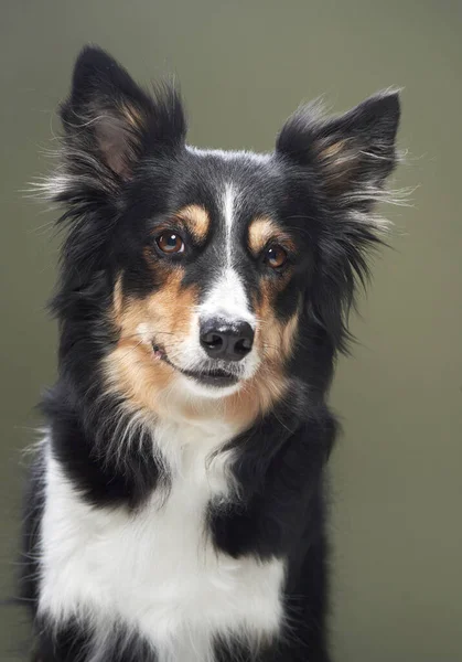 Egy zöld hátterű kutya portréja. Aranyos határ collie — Stock Fotó