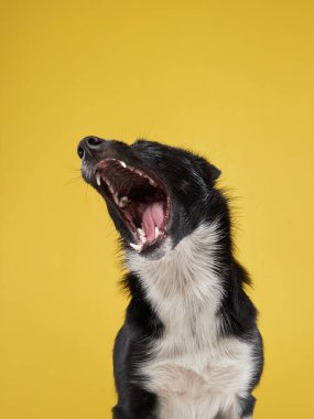 Komik köpek. Mutlu Sınır Collie eğrisi ağızlık