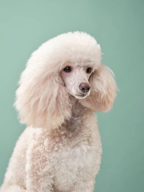 Küçük beyaz bir kanişin portresi. nane arkaplanındaki köpek
