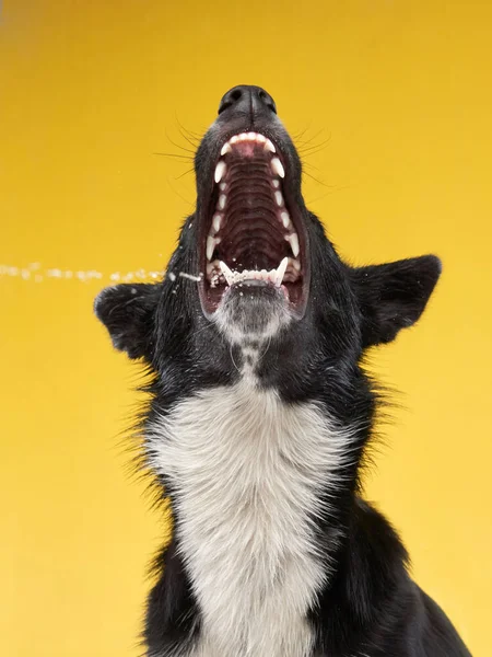 Komik köpek. Mutlu Sınır Collie eğrisi ağızlık