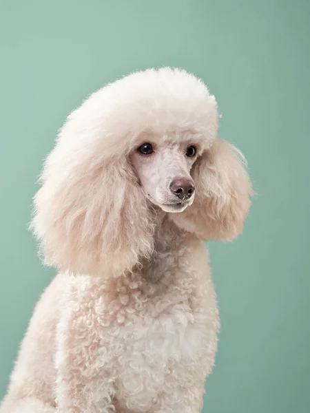 Retrato de um pequeno poodle branco. cão no fundo de hortelã — Fotografia de Stock