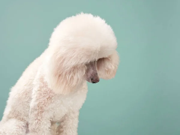 Egy fehér kis pudli portréja. kutya a menta háttér — Stock Fotó