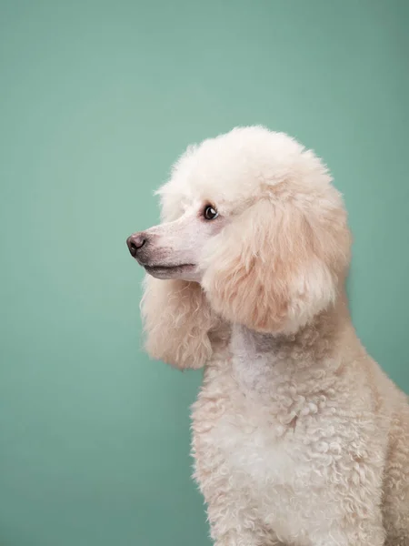 Portrait d'un petit caniche blanc. chien sur fond menthe — Photo