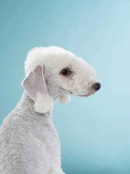 White Bedlington. close-up portrait of a dog. Stock Picture