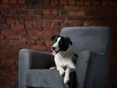 Tuğla duvar arkaplanlı bir koltukta küçük bir çoban köpeği. köpek modern bir çatı katında.. 