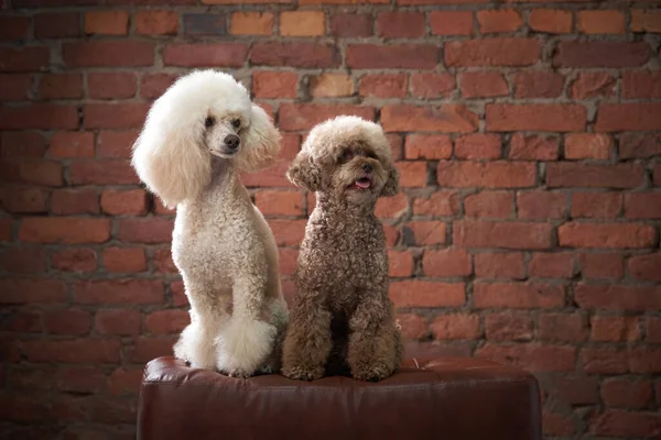 Dos caniches en un sillón en el interior de un desván. Perro sobre un fondo de pared de ladrillo — Foto de Stock