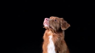 Köpek yiyecek yakalar. Ağır çekim. Siyah arka planda Nova Scotia Duck Tolling Retriever