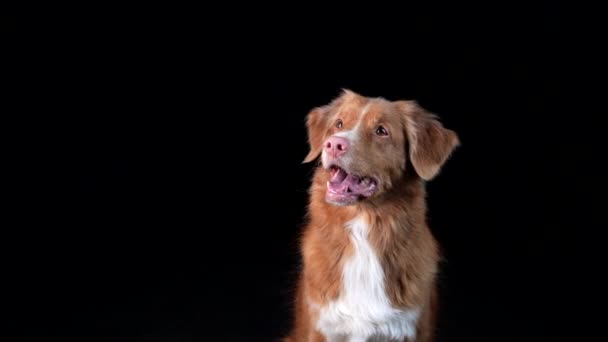 O cão apanha comida. Movimento lento. Nova Scotia Duck Tolling Retriever em um fundo preto — Vídeo de Stock