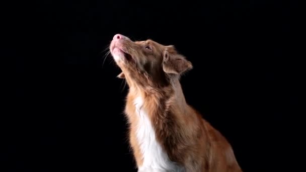 The dog catches food. Slow motion. Nova Scotia Duck Tolling Retriever on a black background — Stock Video