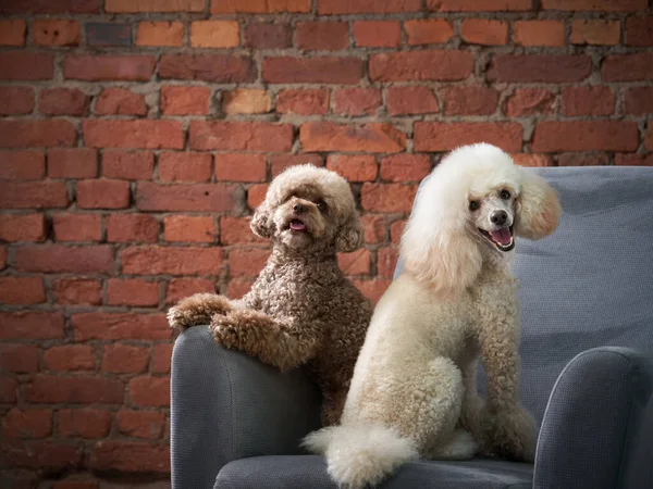 Deux caniches sur un fauteuil dans un loft intérieur. Chien sur un fond de mur de briques — Photo