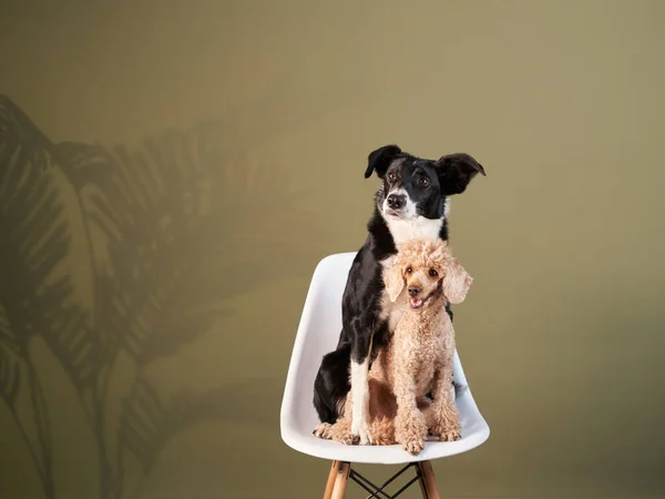 Deux chiens sur la chaise. Frontière collie et caniche — Photo