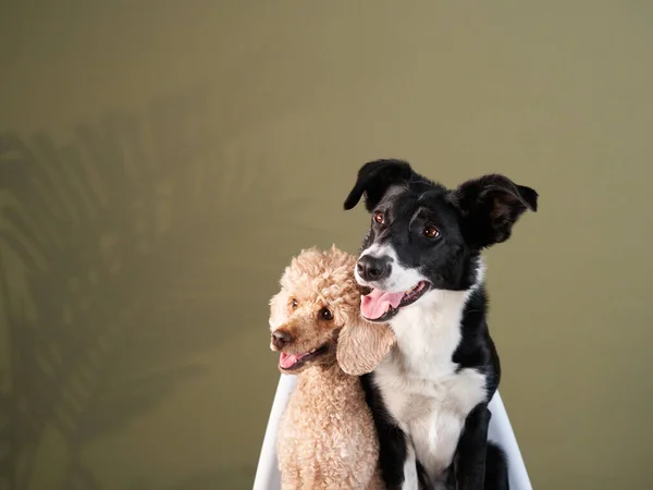 Due cani sulla sedia. Border collie e barboncino — Foto Stock