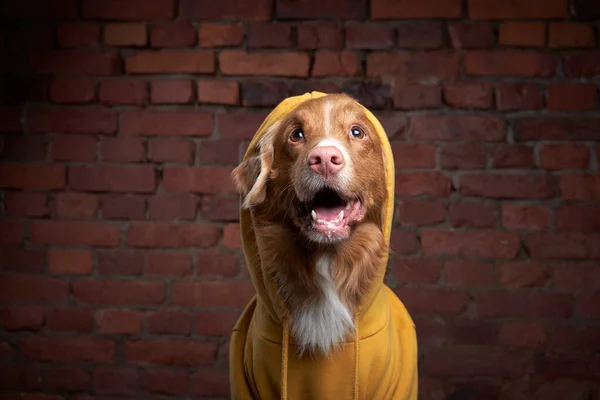 Zabawny pies w kapturze na ceglanej ścianie. Pet w żółtej bluzie. Nova Scotia retriever kaczka we wnętrzu poddasza — Zdjęcie stockowe