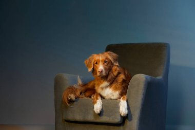 Sandalyedeki köpek. Nova Scotia Ördek Avcısı stüdyoda.. 