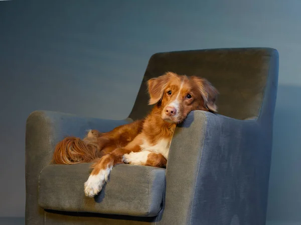 Σκύλος σε καρέκλα. nova Scotia πάπια tolling retriever στο στούντιο. — Φωτογραφία Αρχείου