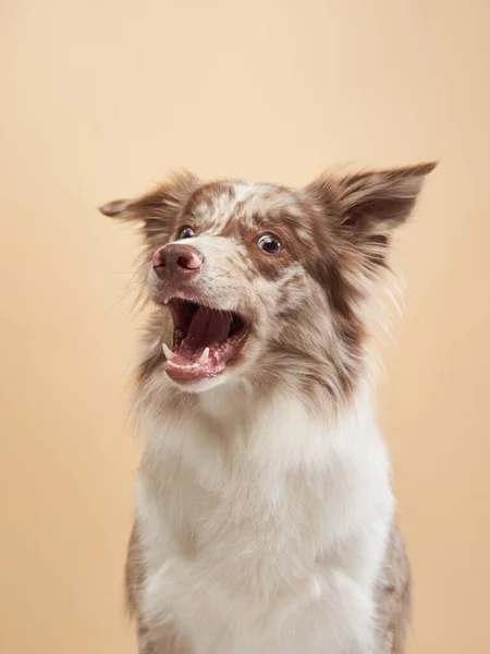 Der Hund fängt Futter. ausdrucksstarker Border Collie aus Marmor. Lustiges Haustier — Stockfoto
